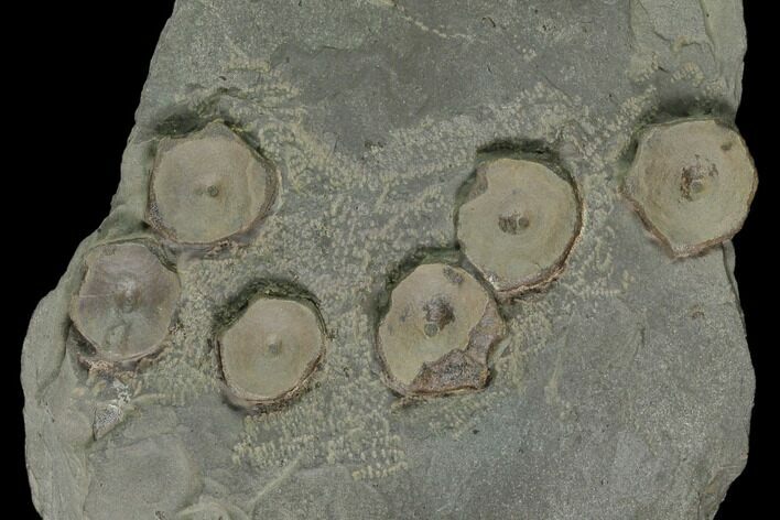 Plate of Fossil Ichthyosaur Vertebrae - Germany #150336